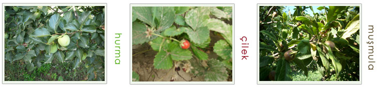GrandMas Farm | Büyükannenin Çiftliği