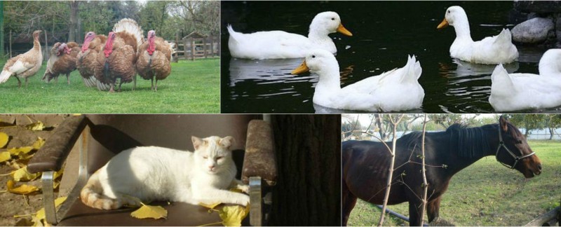 GrandMas Farm | Büyükannenin Çiftliği