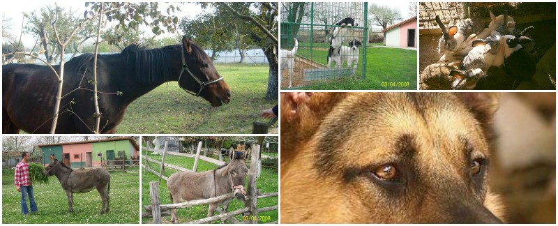 GrandMas Farm | Büyükannenin Çiftliği