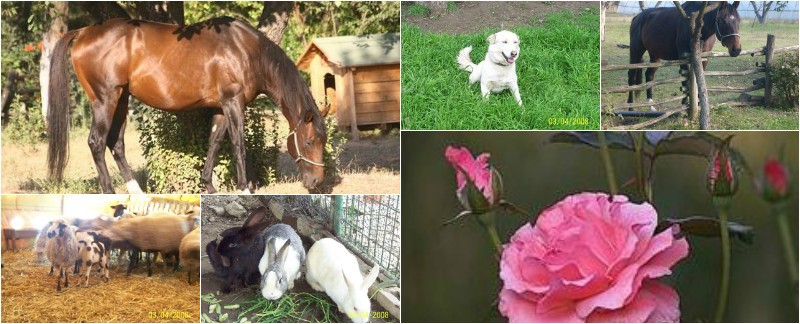 GrandMas Farm | Büyükannenin Çiftliği