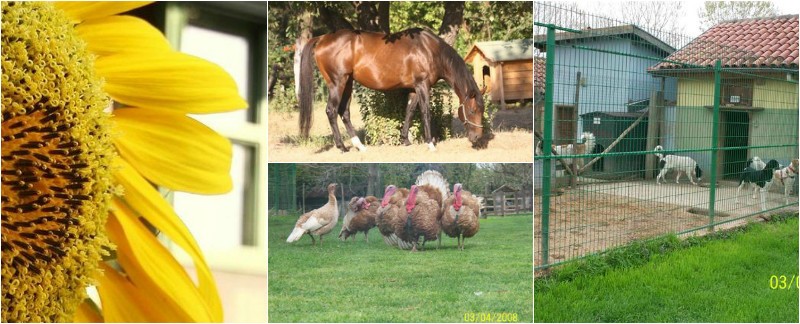 GrandMas Farm | Büyükannenin Çiftliği