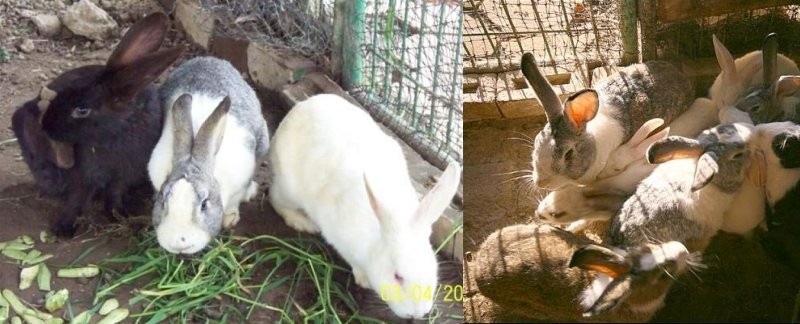 GrandMas Farm | Büyükannenin Çiftliği