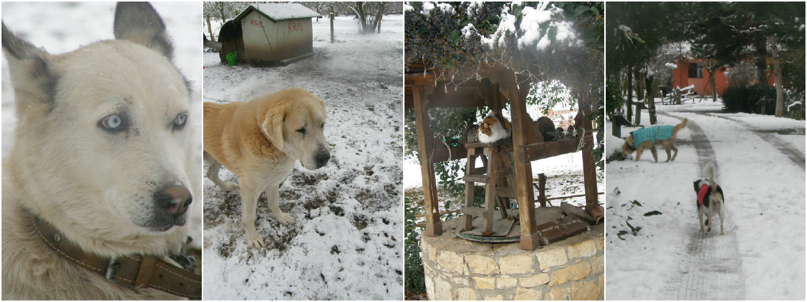 snowkolaj1y